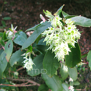 Ribes laurifolium (Ribes)