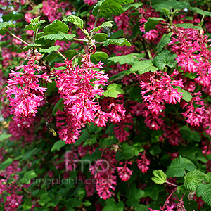 Ribes sanguineum (American Current)