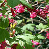 Ribes sanguineum - King Edward VII