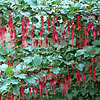 Ribes speciosum