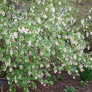 Ribes sanguinium - 'White Icicle'