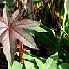 Ricinus comunis - Ricinus, Castor oil plant