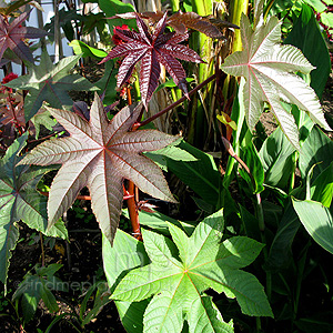 Ricinus comunis (Ricinus, Castor Oil Plant)