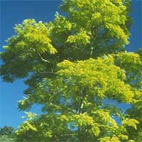Robinea pseudoacaia - 'Frisia' (False Acacia)