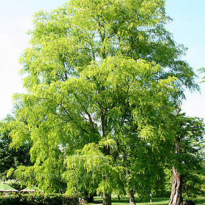 Robinia pseudo-acacia - 'Aurea' (False Acacia, Robinia)