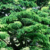 Robinia pseudo-acacia - Inermis - False Acacia