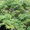 Robinia ciscosa - Hartwegii - False Acacia, Robinia