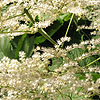 Rodgersia podophylla - Smarago