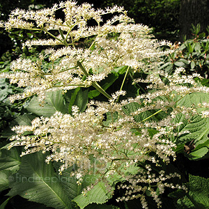 Rodgersia podophylla - 'Smarago'