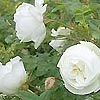 Rosa pimpinellifolia - Plena - Scotch Rose