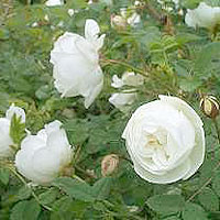 Rosa pimpinellifolia - 'Plena' (Scotch Rose)