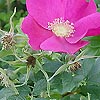 Rosa rugosa - Wild Rose