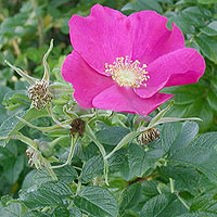 Rosa rugosa (Wild Rose)