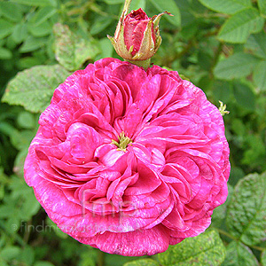 Rosa - 'Baron de Bonstetten'