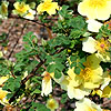 Rosa xanthina - Canary Bird - Climbing Rose