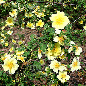 Rosa xanthina - 'Canary Bird' (Climbing Rose)