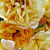 Rosa - click for full details