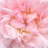 Rosa rubiginosa - Eglantine