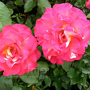 Rosa - 'Eve Price'
