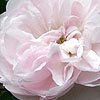Rosa - Fantin Latour - Centifolia Rose