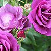 Rosa - click for full details