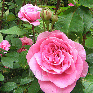 Rosa - 'Gertrude Jekyll' (English Rose)