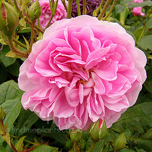 Rosa  - 'Harlow Carr'