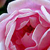 Rosa - click for full details