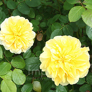 Rosa - 'Molineux' (English Rose)