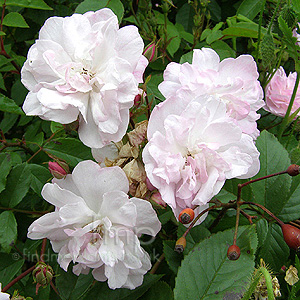 Rosa - 'Narrow Water'