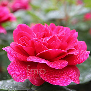 Rosa - 'Prosperity' (Musk Rose)