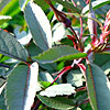 Rosa rubrifolia - click for full details