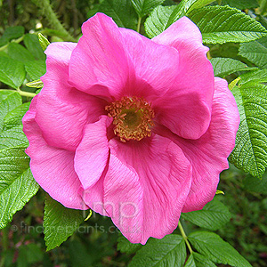 Rosa rugosa - 'Scabrosa'