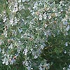 Rosmarinus officinalis - Rosemary