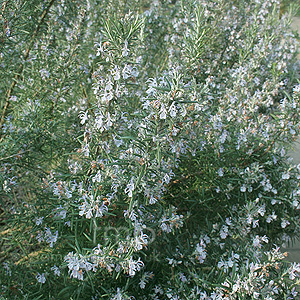 Rosmarinus officinalis (Rosemary)