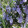 Rosmarinus officinalis - Sissinghurst Blue - Rosemary