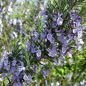 Rosmarinus officinalis - 'Sissinghurst Blue' (Rosemary)