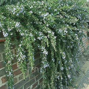 Rosmarinus officinalis - 'Jackmans Prostrate' (Prostrate Rosemary)