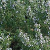 Rosmarinus officinalis - Primley Blue - Rosemary