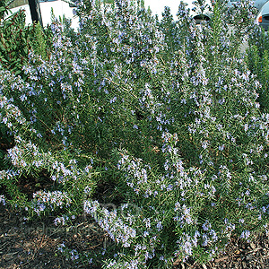 Rosmarinus officinalis - 'Primley Blue' (Rosemary)