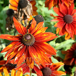 Rudbeckia hirta - 'Cappuccina'