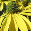 Rudbeckia laciniata - Gold Quelle - Rudbeckia