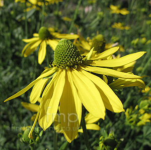 Rudbeckia laciniata - 'Gold Quelle' (Rudbeckia)