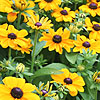 Rudbeckia hirta - Toto