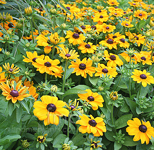 Rudbeckia hirta - 'Toto'