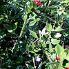 Ruscus aculeatus - Butchers Broom, Ruscus