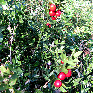 Ruscus aculeatus (Butchers Broom, Ruscus)