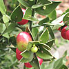 Ruscus aculeatus - Sparkler - Ruscus, Butchers Broom