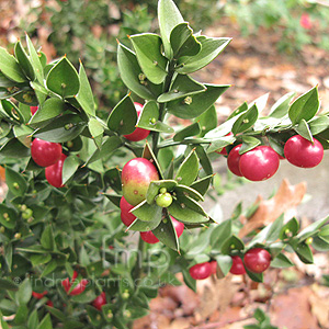 Ruscus aculeatus - 'Sparkler' (Ruscus, Butchers Broom)