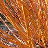 Salix alba - Britensis - Scarlet willow